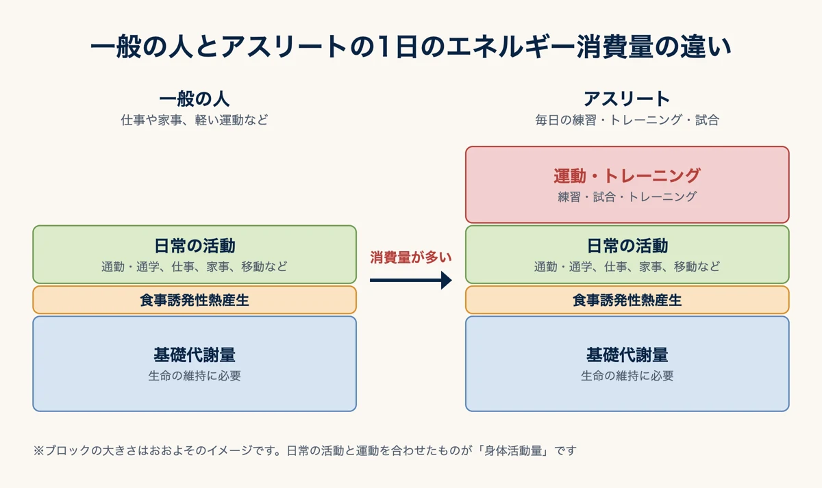 一般の人とアスリートの1日のエネルギー消費量の違い。どちらも基礎代謝量・食事誘発性熱産生・日常の活動からなり、アスリートはこれに運動・トレーニングの分が加わって消費量が多くなる